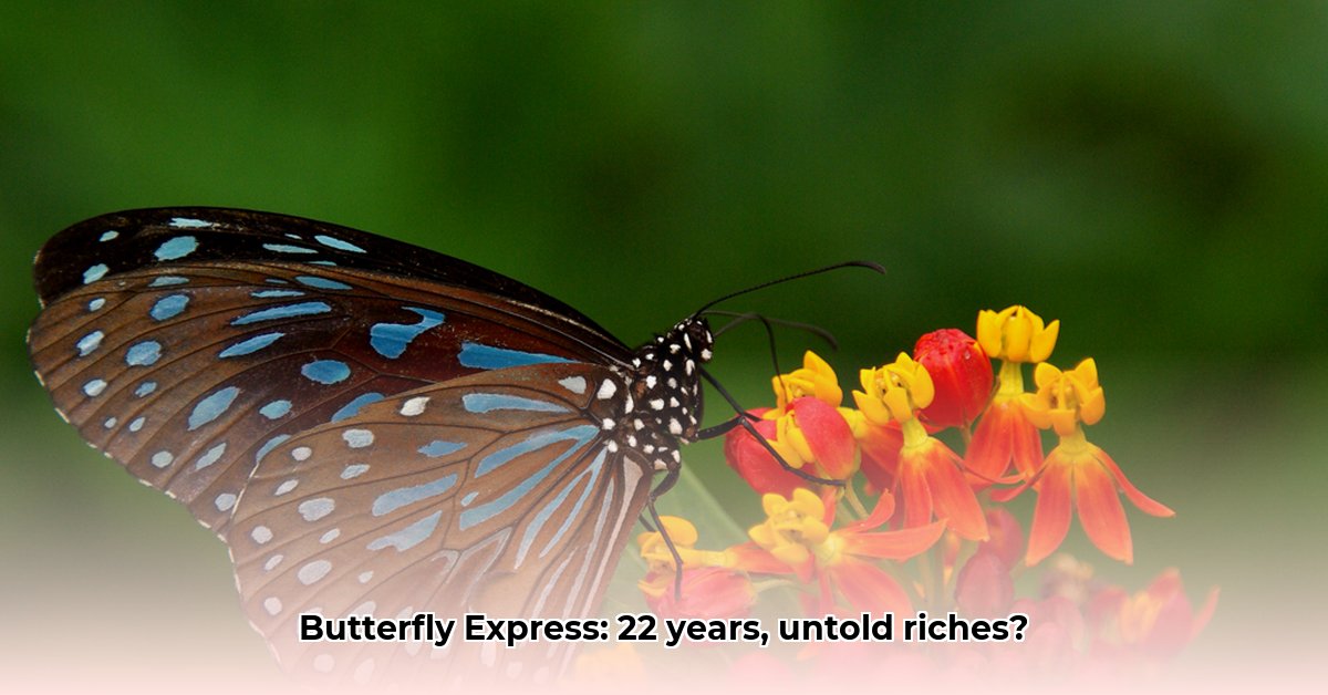 butterfly-express-net-worth